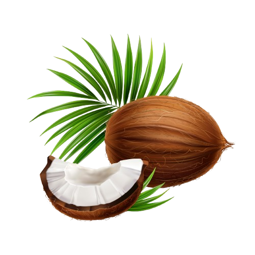 Coconut Icon