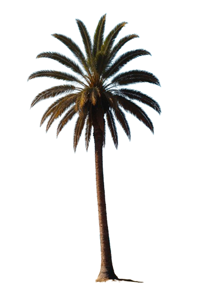 palmTree Icon